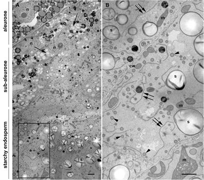 3D Electron Microscopy Gives a Clue: Maize Zein Bodies Bud From Central Areas of ER Sheets